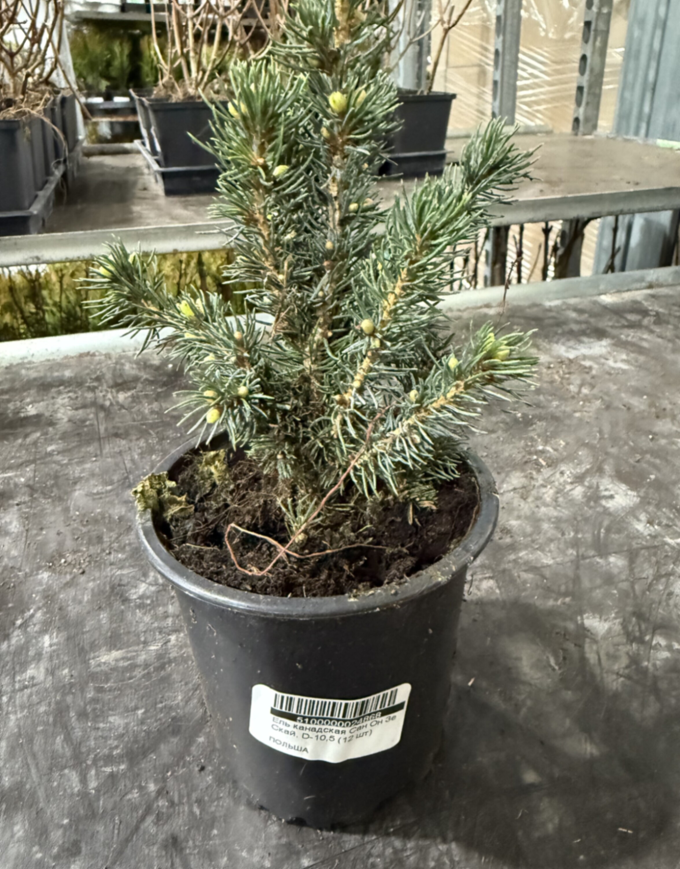 Ель канадская Сан Он Зе Скай